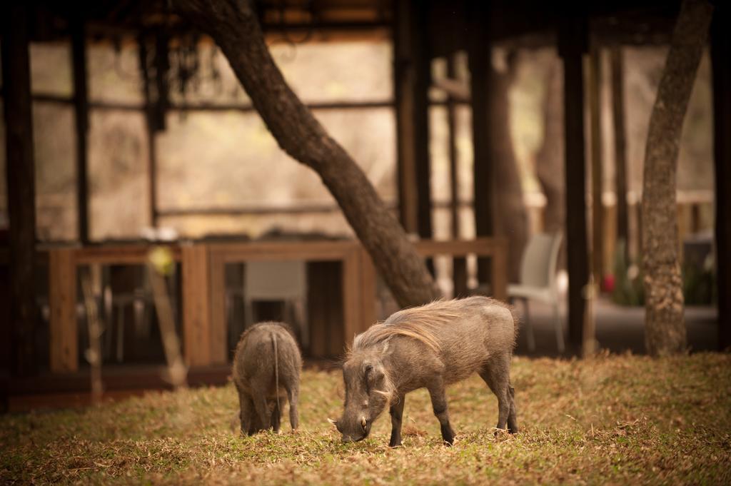 Moditlo River Lodge Hoedspruit Bagian luar foto