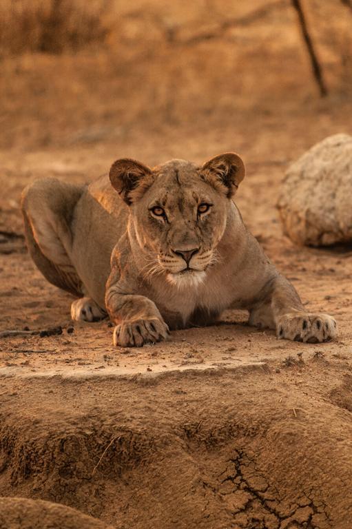 Moditlo River Lodge Hoedspruit Bagian luar foto