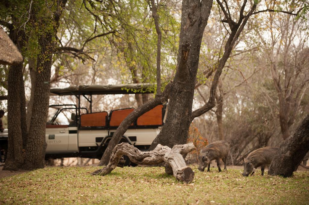 Moditlo River Lodge Hoedspruit Bagian luar foto