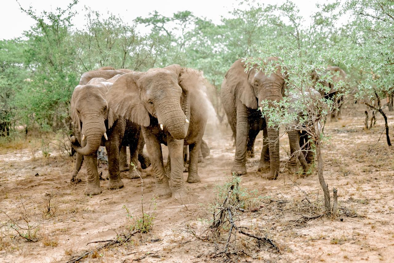 Moditlo River Lodge Hoedspruit Bagian luar foto